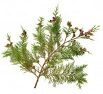 CYPRESS Essential  Oil