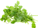 CORIANDER HERB Essential Oil