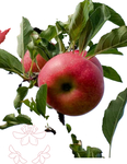 CANDLE FRAGRANCE - APPLE ORCHARD