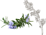 CANDLE FRAGRANCE - ROSEMARY & THYME