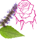 CANDLE FRAGRANCE - PATCHOULI ROSE