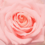 CANDLE FRAGRANCE - DOWNY APRILFRESH TYPE